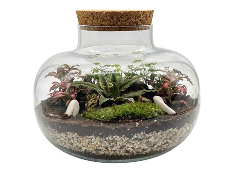 Complete Diy Terrarium Kit With 22cm Glass Jar Plants And Etsy