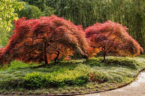 How And When To Fertilize Japanese Maple Trees Gardeners Path