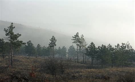 Wild Forest In Dense Fog In The Early Morning Stock Photo Image Of