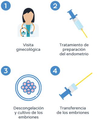 Transferencia De Embriones Congelados Dexeus Mujer