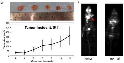 A Tumor Growth Curves Of Mice Bearing Lox HK RasG12D IRES HSV1 Tk GFF