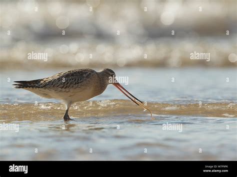 Bar Tailed Godwit Limosa Lapponica Foraging In Water Along Coastline