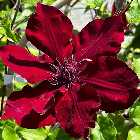 Clematis Nubia™ Clematis From Pleasant Run Nursery