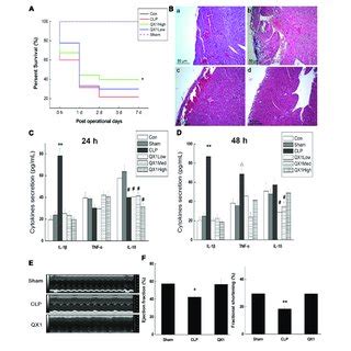 Qx Treatment Improves Survival Rate Of Clp Mice Qx Formula Was