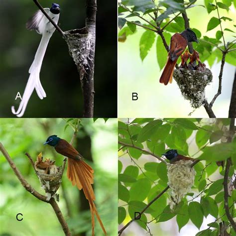 The Amur Paradise Flycatcher Terpsiphone Incei With Distinct Male