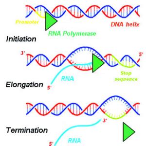 Transcription Of Dna Stages Processing Teachmephysiology