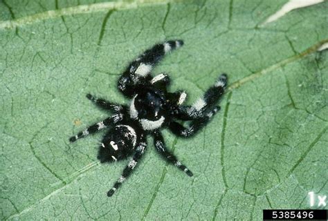 Daring Jumping Spider Phidippus Audax Hentz