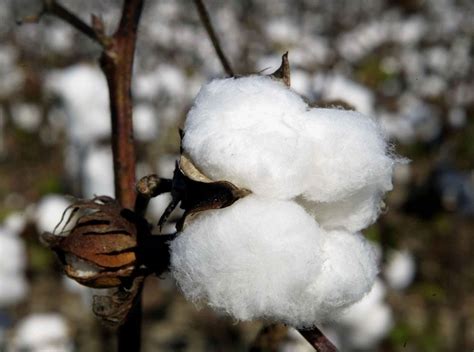 Better Cotton Updates Annual Report