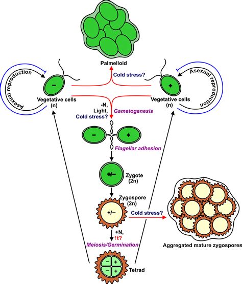 Frontiers Cold Stress Response An Overview In Chlamydomonas