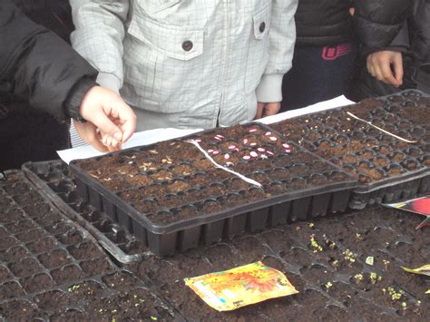 En Torno Al Huerto Variedad De Plantas En Los Semilleros