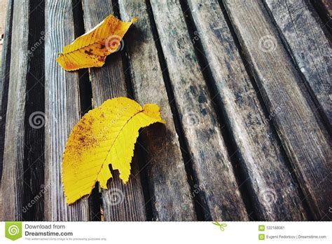 Yellow Fallen Autumn Leaves Stock Image Image Of Frame Closeup