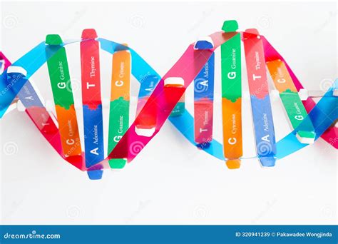 Estructura De Las Cadenas Del Cido Desoxirribonucleico O Adn De Doble