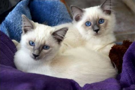 Balinese cat breed: Balinese cat breed