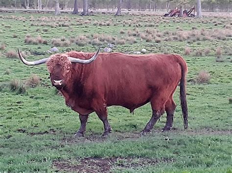 American Highland Cattle Association