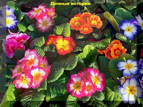 Многолетние и двулетние цветы которые можно посеять в январе и уже ...