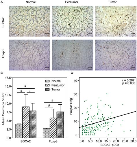 Frontiers Regulatory T Cells And Plasmacytoid Dendritic Cells Within