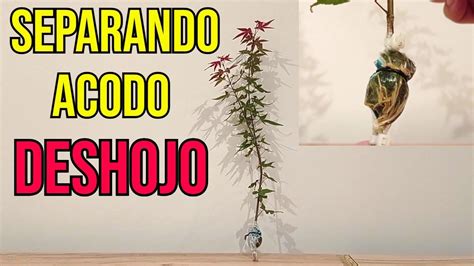 Acodo aéreo de Arce Palmatum Deshojo BONSÁI YouTube