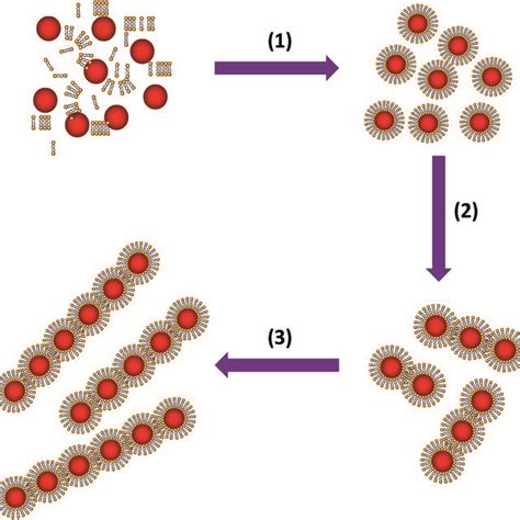 Schematic Illustration Of The Self Assembly Process Of Colloidal Download Scientific Diagram