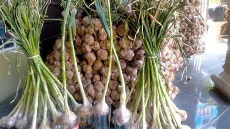 Foto Kementan Dorong Peningkatan Produksi Bawang Putih Melalui Wajib