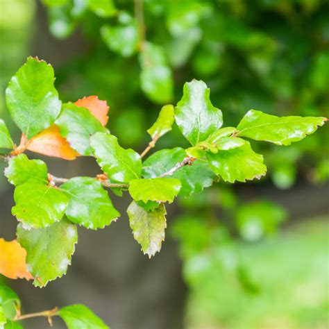 Rare Red Beech Nothofagus Fusca For Stunning NZ Inspired Gardens