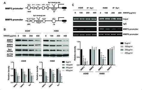 Nwxf Inhibits Expression Of Sp1 Mmp2 And Mmp9 In Nsclc Cells A