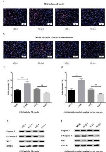 Full Article Circular Rna Circ Promotes Neuron Apoptosis