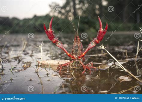 Red Swamp Crawfish Stock Photography 40936088