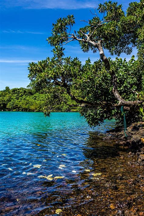 Bright Heavenly Tropical Beach Savaii Island Samoa Stock Image Image