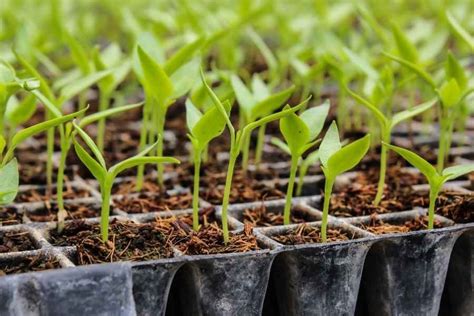 Transplanting Seedlings 10 Basic Things To Know Basic Agricultural Study