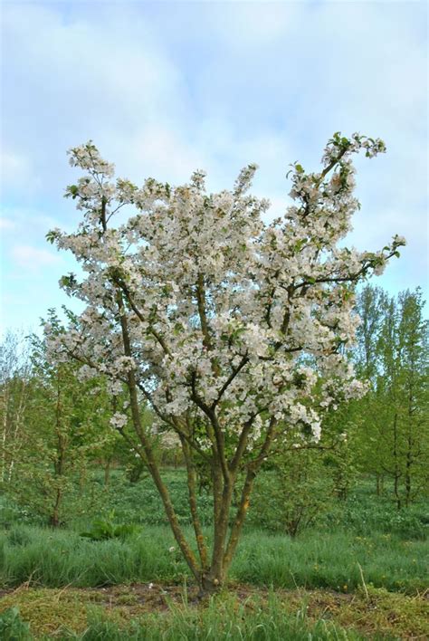 Malus Evereste Flowering Crab Van Den Berk Nurseries Small