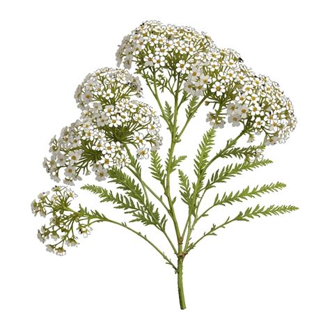 Intricate Achillea Blossom Vector Illustration Fully Editable Premium Ai Generated Vector