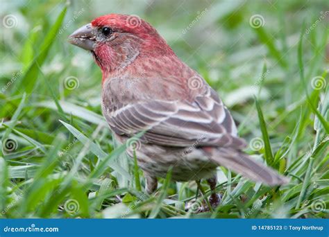 Red Male House Finch Stock Image Image Of Outdoors Ground 14785123