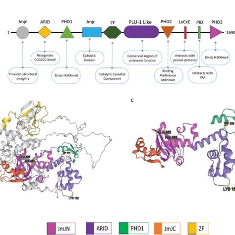 Structural And Functional Components Of Kdm A A Schematic Showing