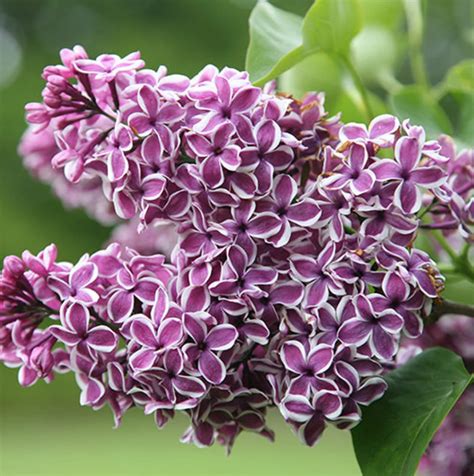 The 20 Best Lilac Varieties to Grow in Your Yard - Bob Vila