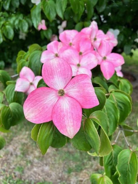 Flowering Dogwood : r/flowers