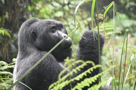 Gorilla Trekking In Bwindi Impenetrable National Park