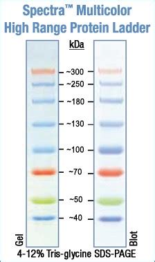 Spectra Multicolor High Range Protein Ladder Abo Odczynniki I