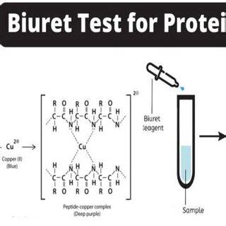 -Reaction that takes places between biuret reagent and the protein when... | Download Scientific ...