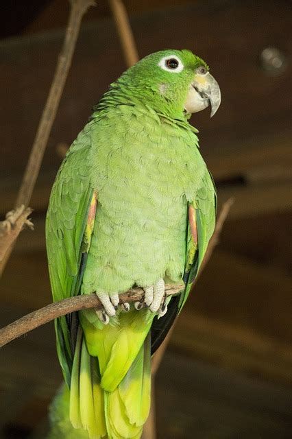 Lora Parrot Parakeet - Free photo on Pixabay