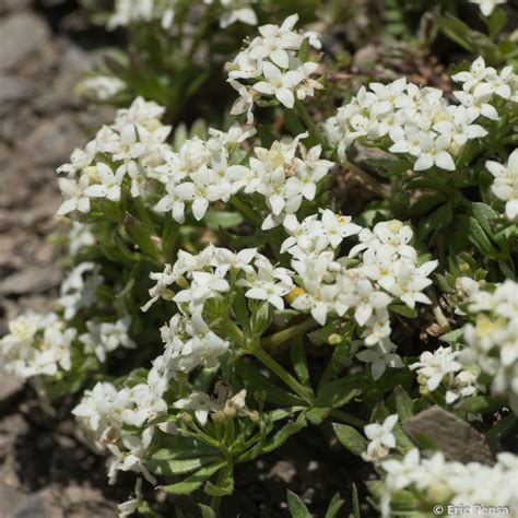 Le Gaillet Des Rochers Galium Saxatile Quelle Est Cette Fleur