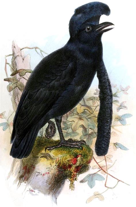 umbrellabird wikiwand