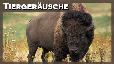 Tierger Usche Bison Youtube