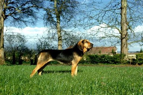 Perros Con Orejas Caídas Razas De Perros Con Orejas Caídas 2024