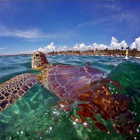 Snorkel With The Sea Turtles At Luxury Bahia Principe Akumal In Mexico