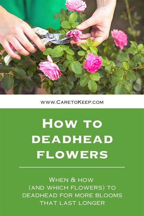 Which Flowers To Deadhead And How To Do It In 2020 Deadheading