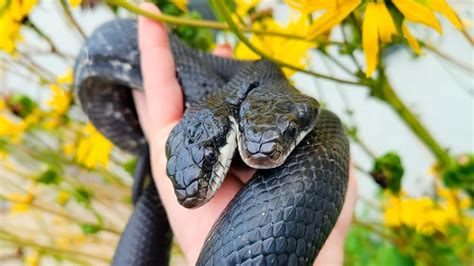 El Viaje De Tiger Lily La Serpiente De Dos Cabezas Que Sobrevivió A