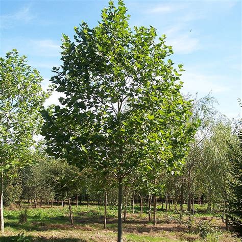 Platan Platanus Acerifolia Royalplant Ro