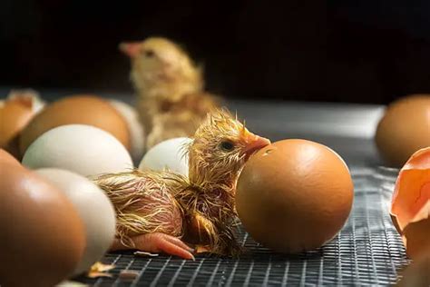 How to Incubate Chicken Eggs + Incubation Chart + Incubation Chart - Hincubate