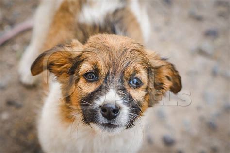 Small Cute Indian Street Puppy Dog Or Indian Stray Pariah Puppy Dog