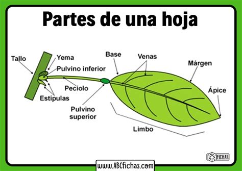 Las Plantas Y Las Hojas Abc Fichas